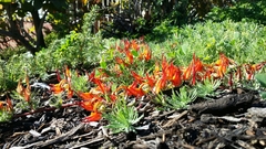 Lotus berthelotii