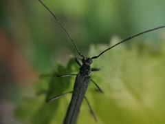 Stenorhopalus gracilis