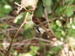 Stenorhopalus gracilis