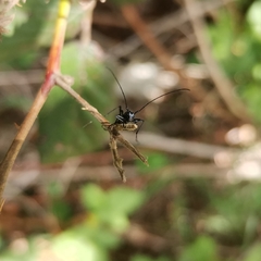 Stenorhopalus gracilis