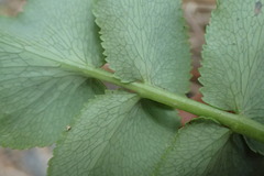 Gingidia montana