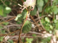 Stenorhopalus gracilis
