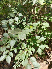 Lonicera maackii