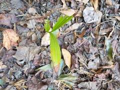 Trachycarpus fortunei