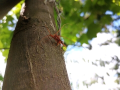 Chenoderus testaceus