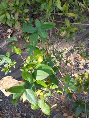 Lonicera