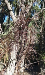 Parsonsia capsularis