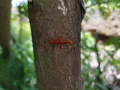 Chenoderus testaceus