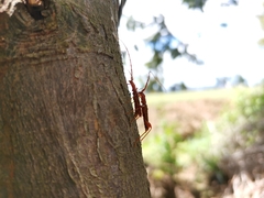 Chenoderus testaceus