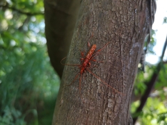 Chenoderus testaceus