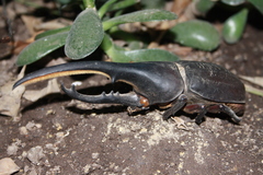 Dynastes ecuatorianus