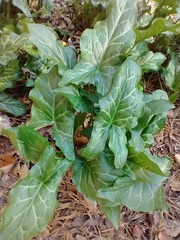 Arum italicum