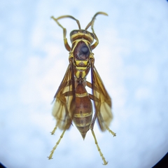 Polistes arizonensis