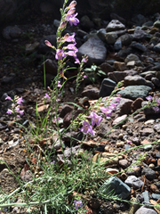 Penstemon linarioides