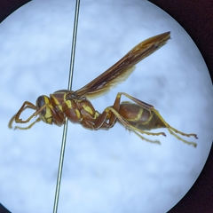 Polistes arizonensis
