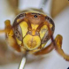 Polistes arizonensis