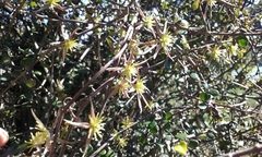 Clematis quadribracteolata