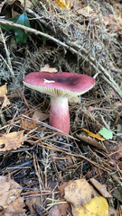 Russula