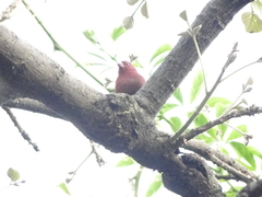 Lagonosticta senegala