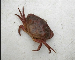 Metacarcinus anthonyi