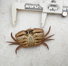 Metacarcinus anthonyi