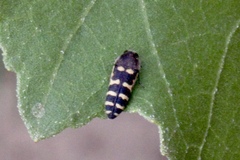 Acmaeodera alicia