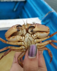 Metacarcinus anthonyi