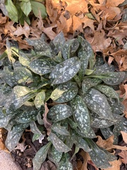 Pulmonaria saccharata