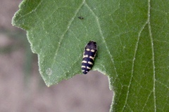 Acmaeodera alicia