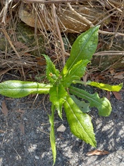 Sonchus asper