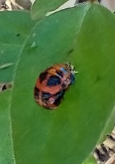 Harmonia axyridis