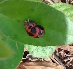 Harmonia axyridis