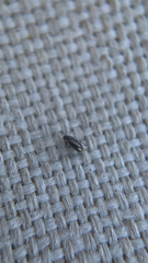 Coleoptera