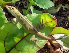 Anolis carolinensis