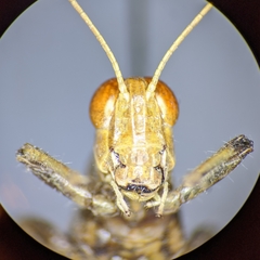 Melanoplus pictus