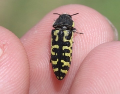 Acmaeodera solitaria