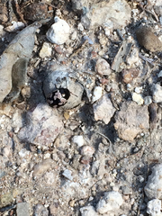 Calligrapha multiguttata