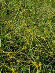 Cyperus aggregatus
