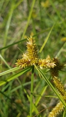 Cyperus aggregatus