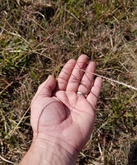 Chloris texensis