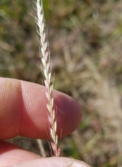 Chloris texensis