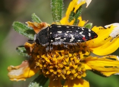 Acmaeodera rubronotata