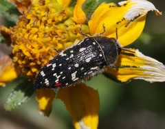 Acmaeodera rubronotata