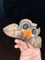 Automeris postalbida