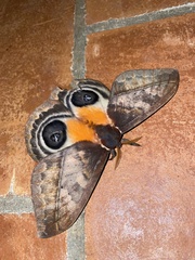 Automeris postalbida