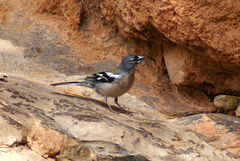 Fringilla coelebs africana