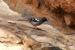Fringilla coelebs africana