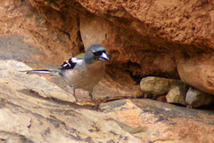 Fringilla coelebs africana