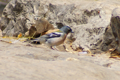 Fringilla coelebs africana