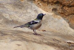 Fringilla coelebs africana